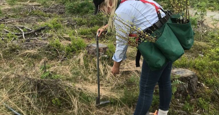 Planting av bjørk