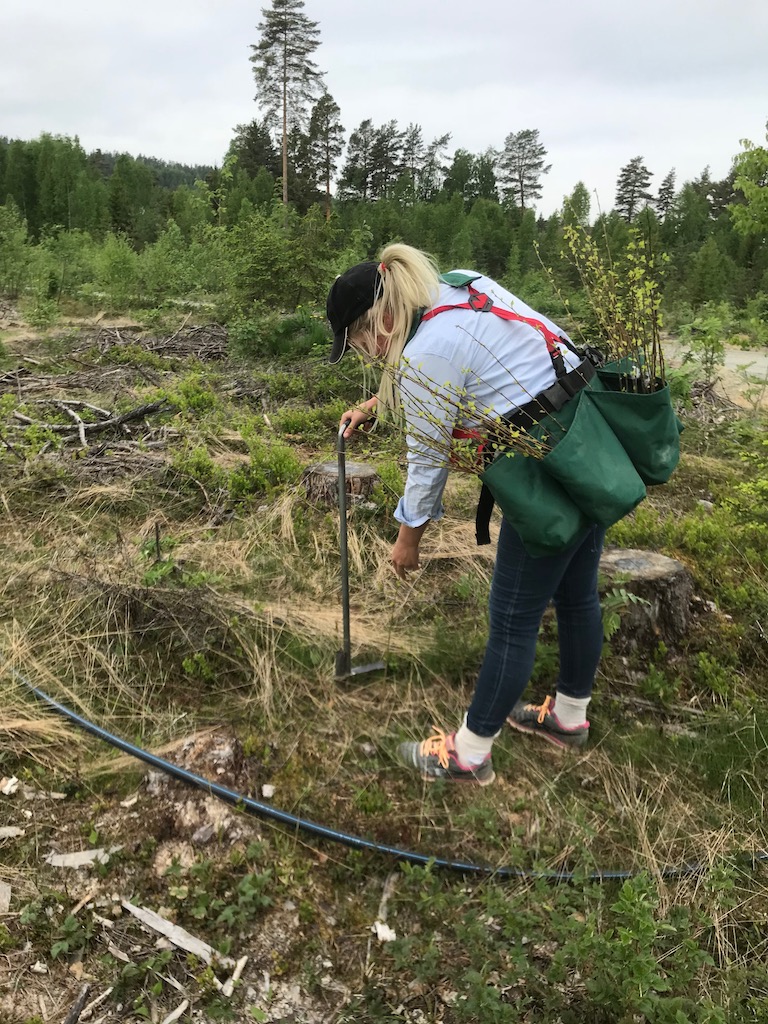 Planting av bjørk