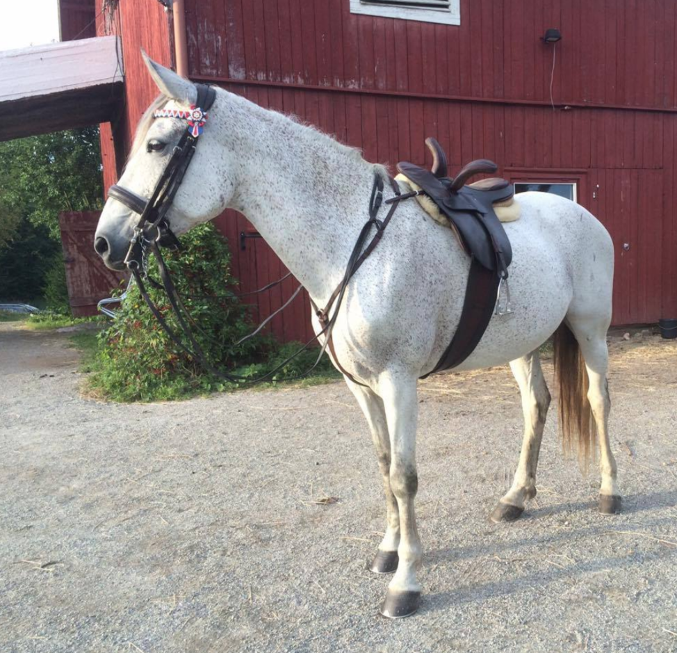 stunt hest til leie oslo