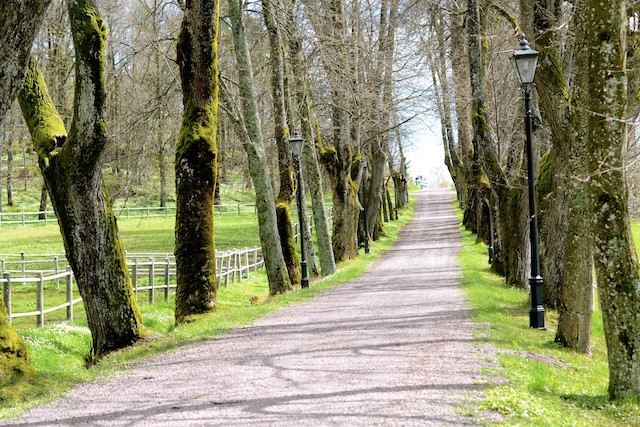 Semb hovedgård Linn Olafsen Vetle hest 