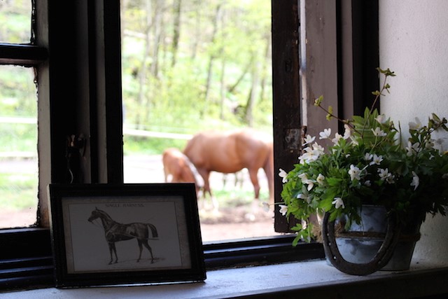 Semb hovedgård Linn Olafsen Vetle hest