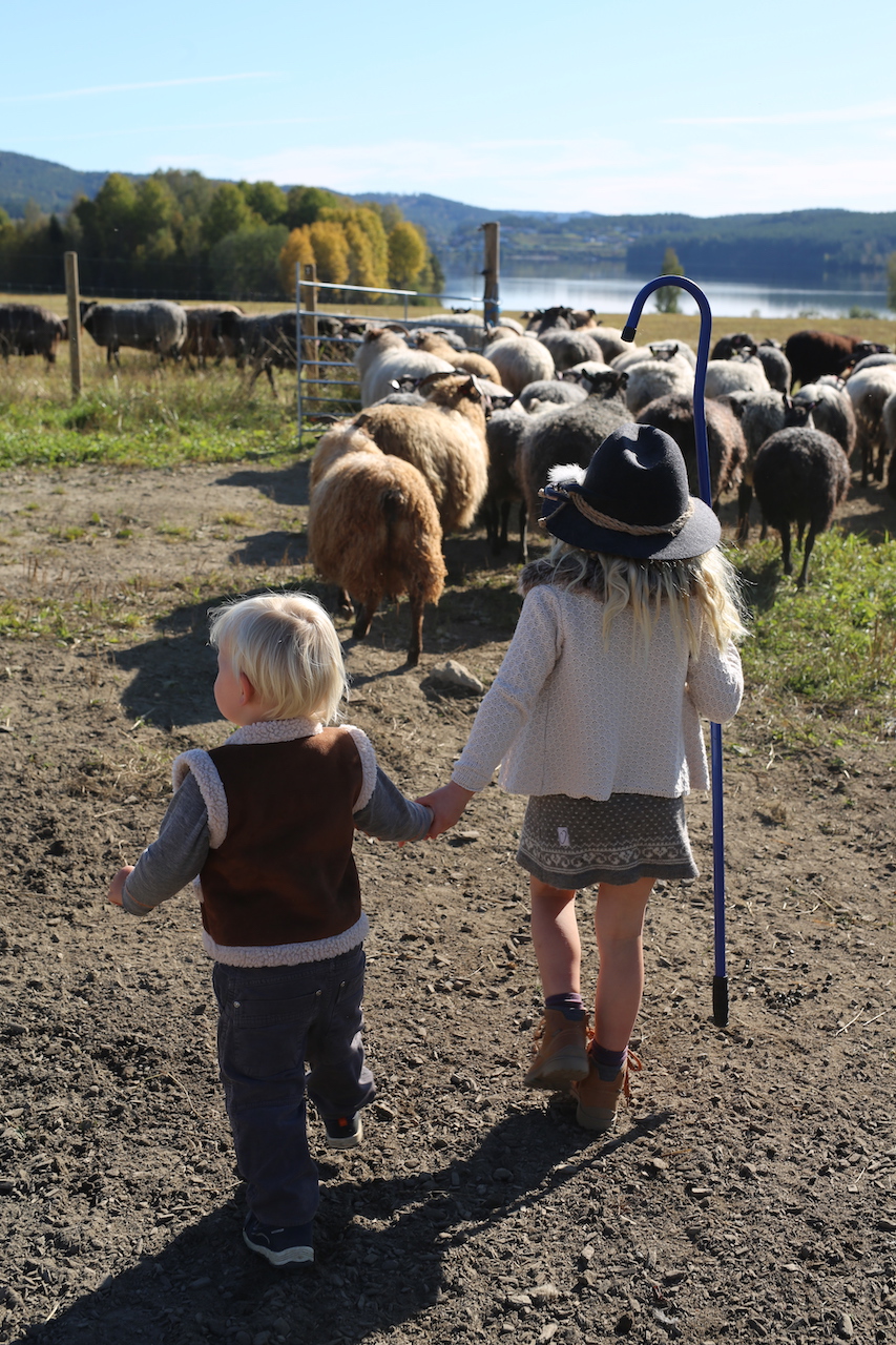 gjetere sau barn gård