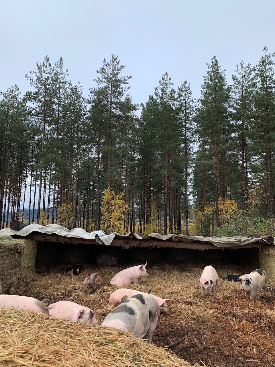 slakting av gris på gård